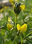 Thermopsis divaricarpa1